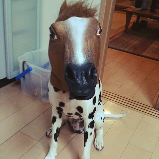 R-TYPEさんの実例写真