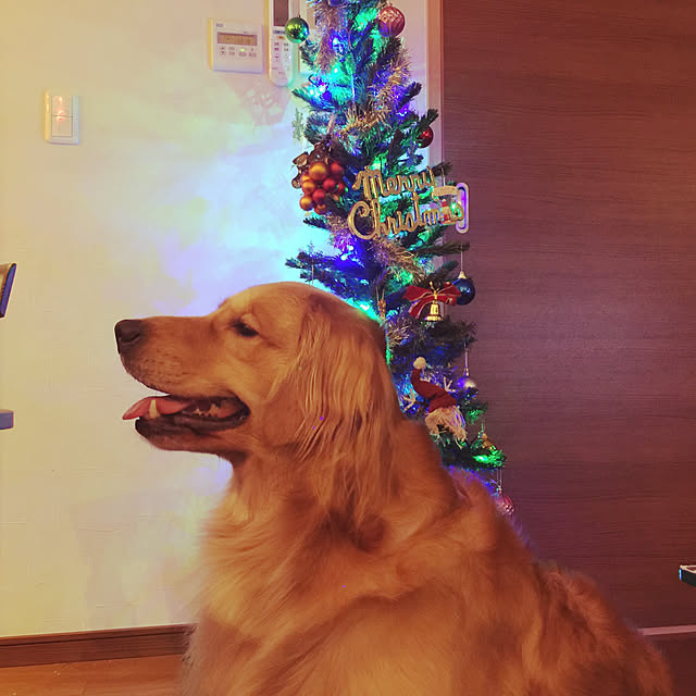 imaoreiruさんの実例写真
