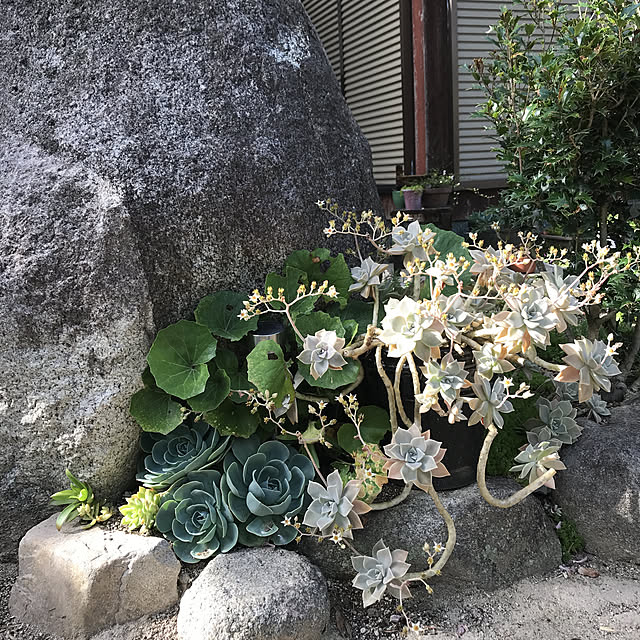 実例写真
