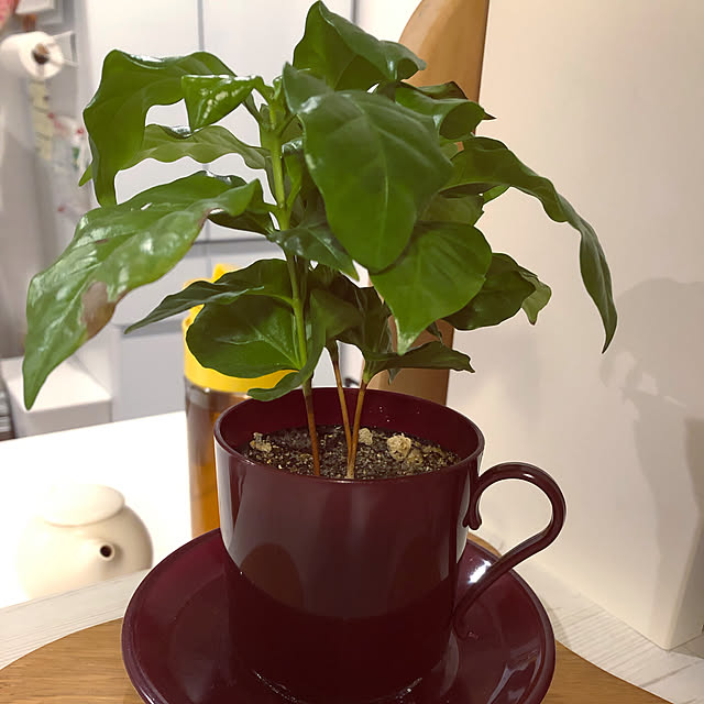cantabileさんの部屋