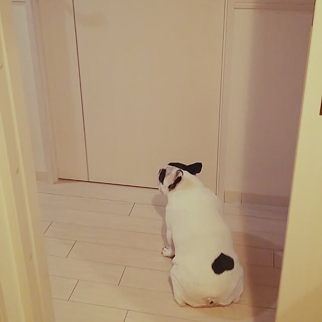 panchobiさんの実例写真