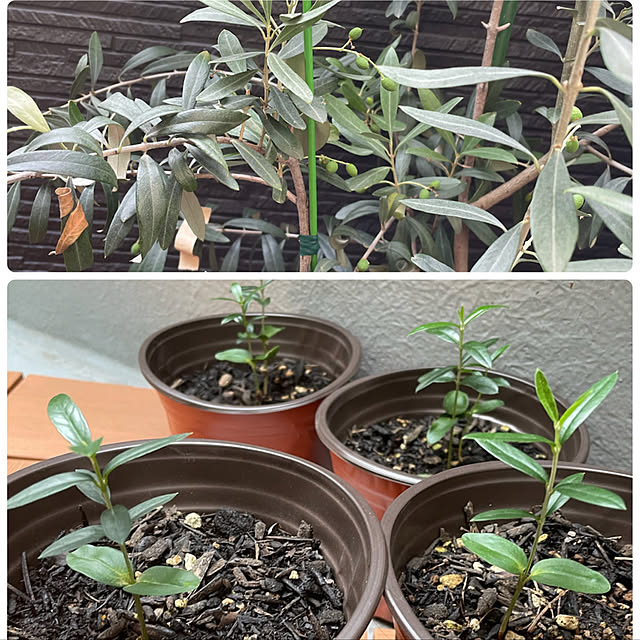 オリーブ鉢植え/オリーブの鉢植え/部屋全体/オリーブの実生/花のある暮らし...などのインテリア実例 - 2022-06-20 17:39:38