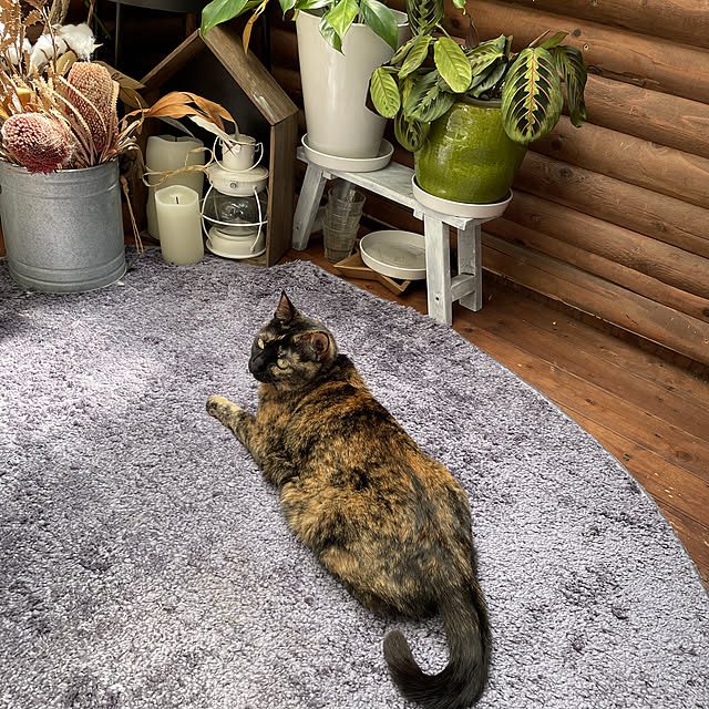部屋全体のインテリア実例 - 2022-04-28 12:08:55