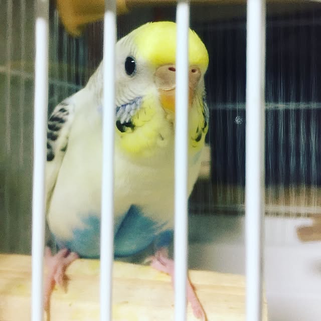 torihanaさんの実例写真