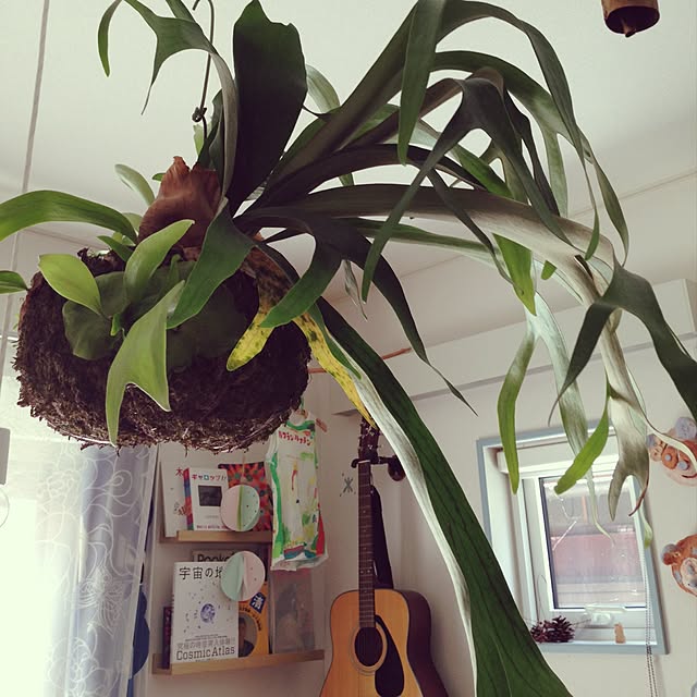 minomonさんの実例写真