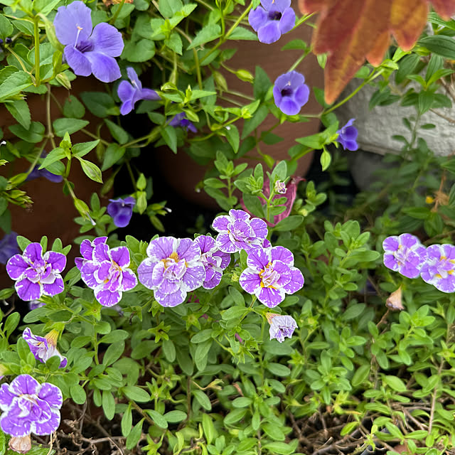 mamizaさんの部屋