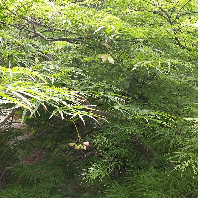 niko2pun2さんの実例写真