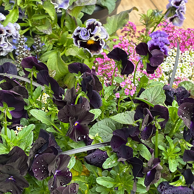 romiromiさんの部屋