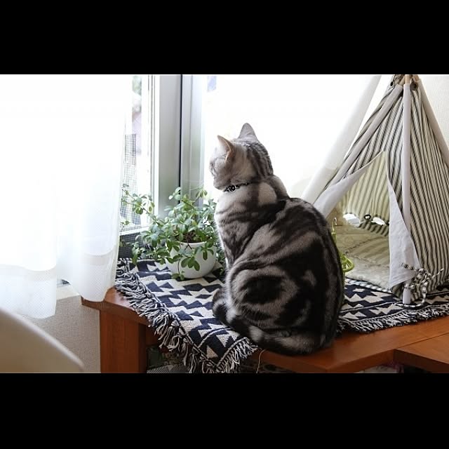 Ronさんの実例写真