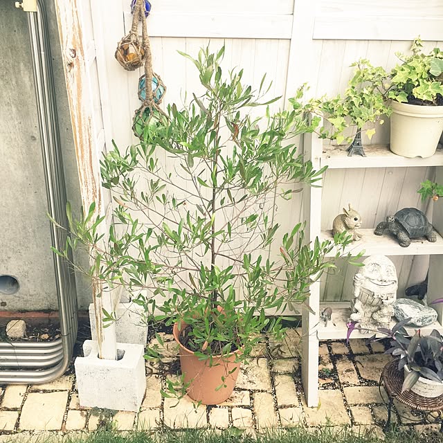 dodoさんの実例写真