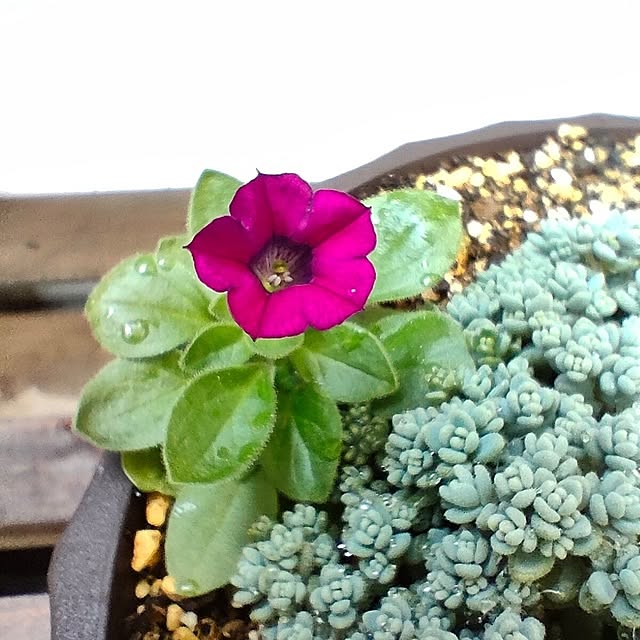 VERANDARJUNさんの実例写真