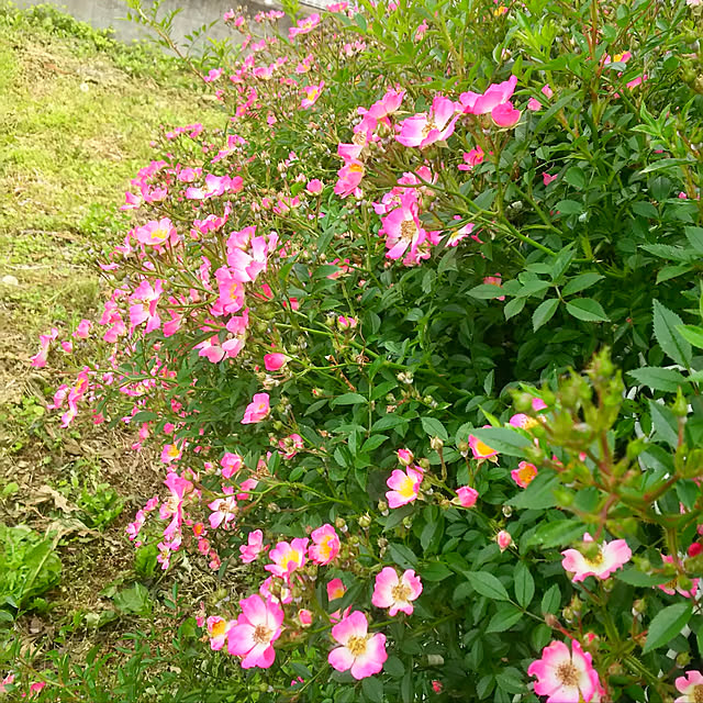 CoCo0617さんの実例写真