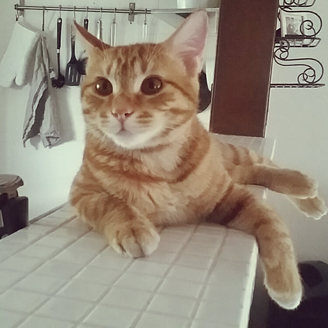 rapin8226さんの実例写真