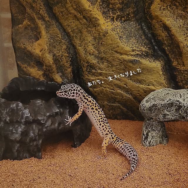 r0siereさんの部屋