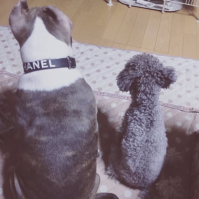 ichigonohanaさんの実例写真