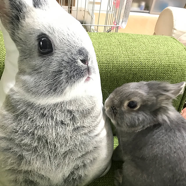saliceさんの実例写真