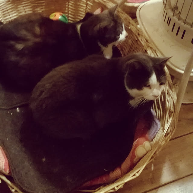 Maki-nekomamireさんの実例写真