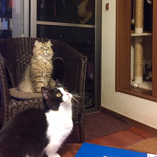 butachanさんの実例写真