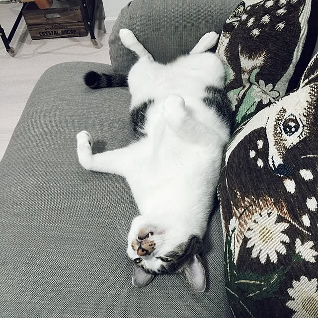 yuchiさんの実例写真