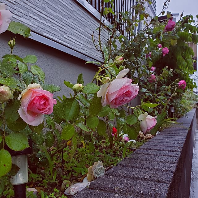 玄関/入り口/薔薇/癒される/心地よい暮らし/庭のインテリア実例 - 2023-05-07 17:28:54