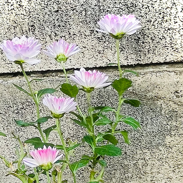 chouryuさんの実例写真