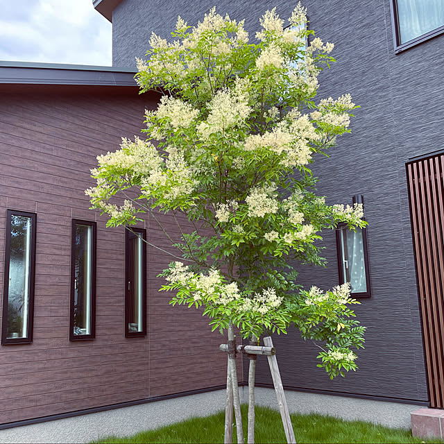 土間のある暮らし/木目外壁/黒い外壁/庭の芝生/シマトネリコの花...などのインテリア実例 - 2021-07-02 17:30:30