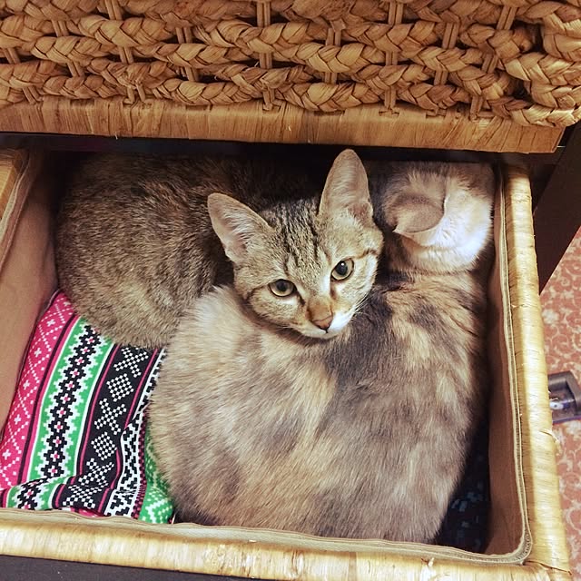 バス/トイレ/収納 猫/猫/ねこ部/ねこのいる日常...などのインテリア実例 - 2016-01-24 11:53:15