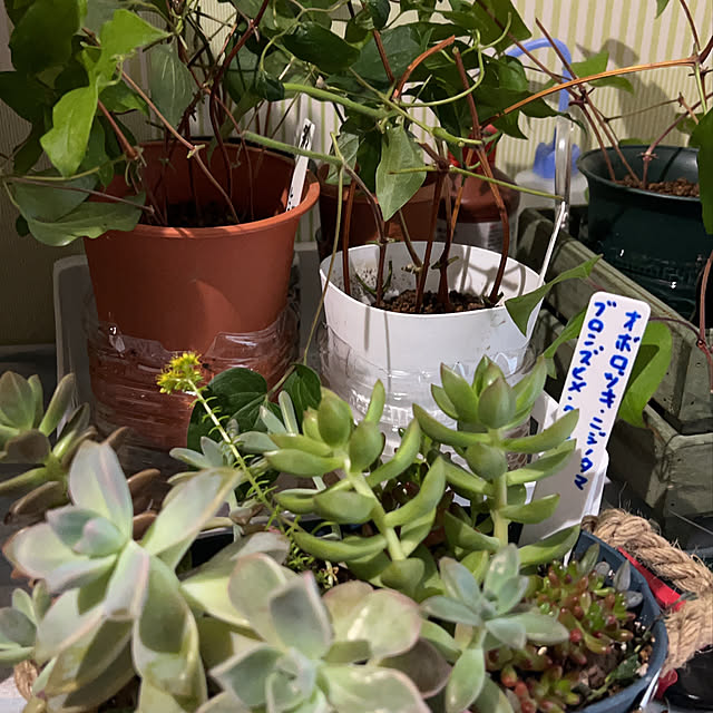 Shokoさんの部屋