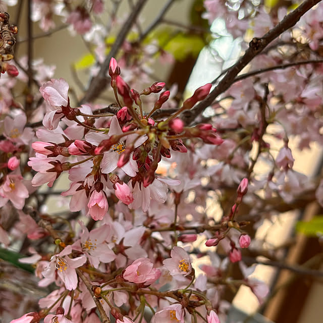 mamichopさんの部屋