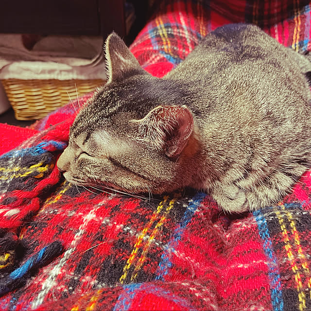 cottontailさんの実例写真