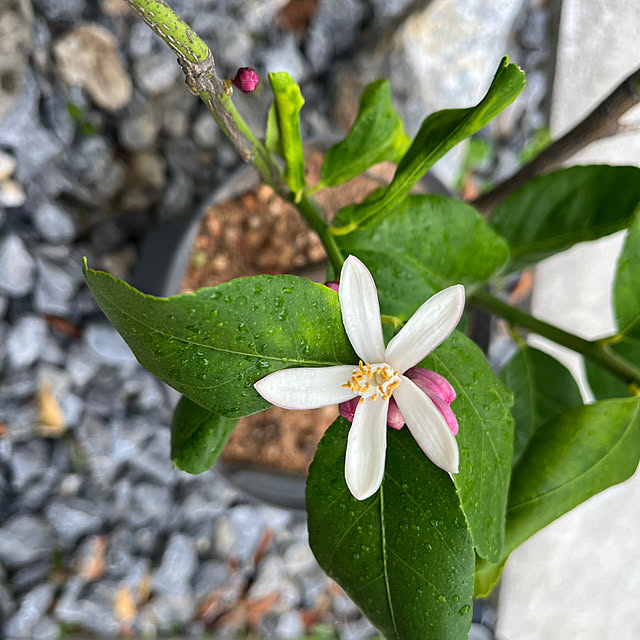 makiiさんの部屋