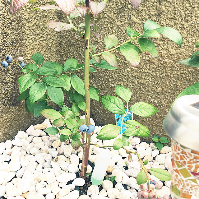 flowerさんの実例写真