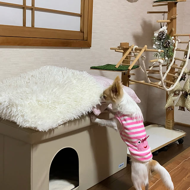 toratanさんの実例写真