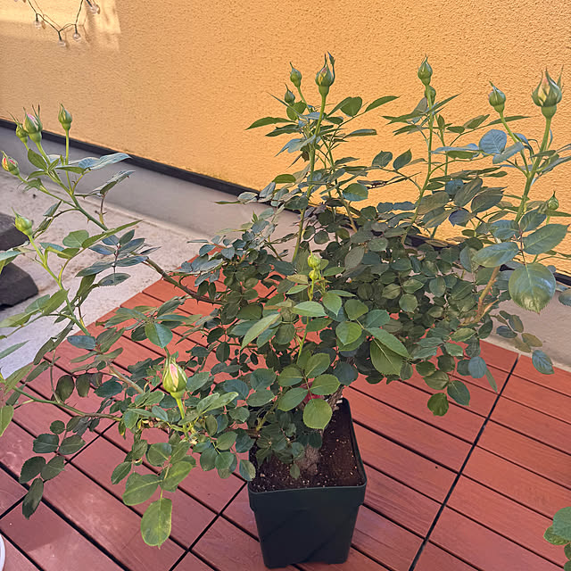 chaimomさんの部屋