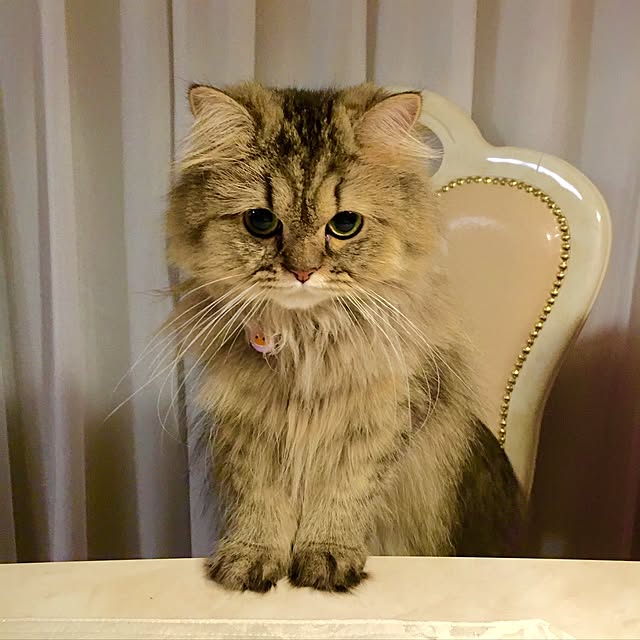 musicsukiさんの実例写真