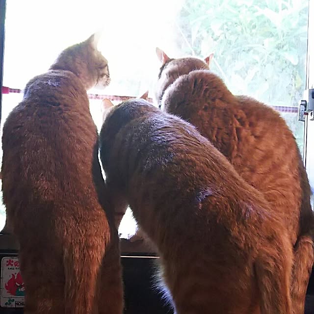 37さんの実例写真