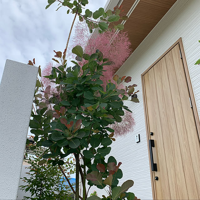 Shiguさんの実例写真