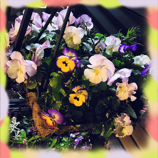 mimi828さんの実例写真