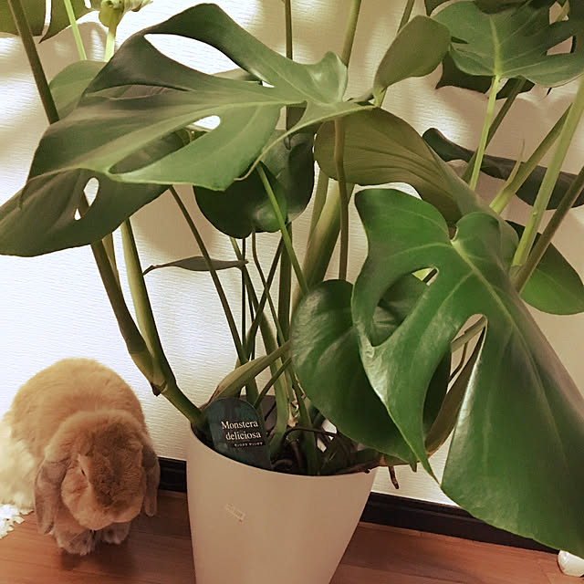 MAHOさんの実例写真