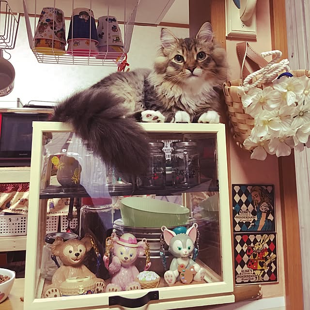 CATさんの実例写真