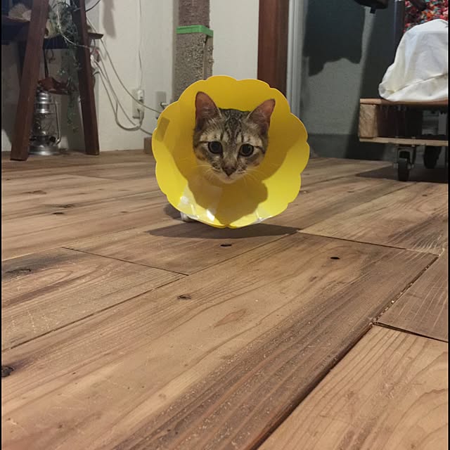 sumisumiさんの実例写真