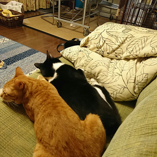 okyosan101さんの実例写真