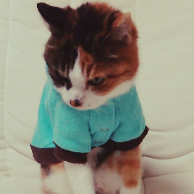 muy.さんの実例写真