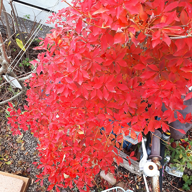 min_nimさんの実例写真