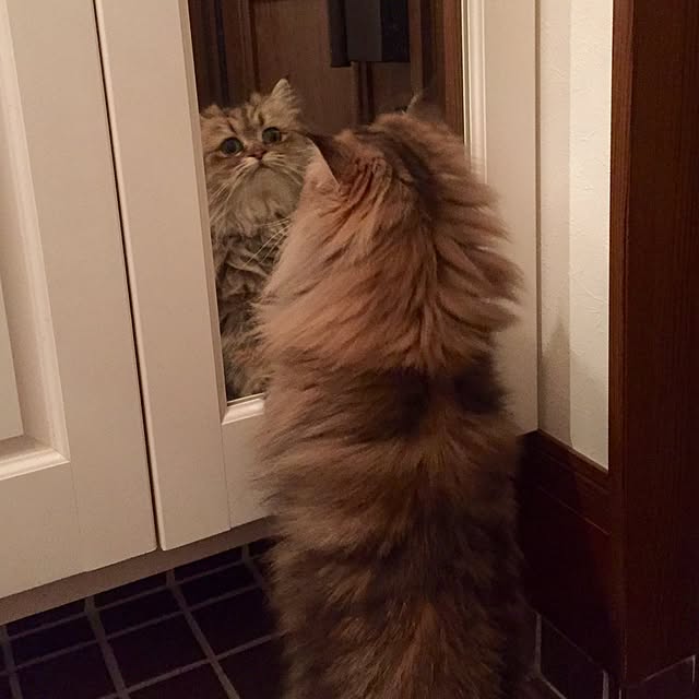 butachanさんの実例写真