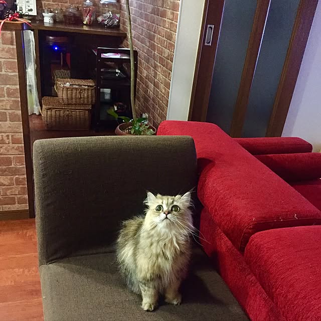 butachanさんの実例写真