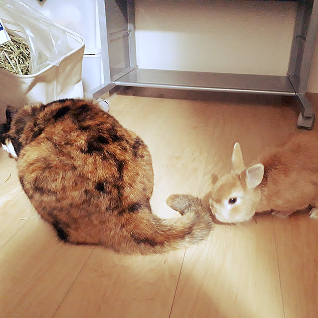 aiさんの実例写真