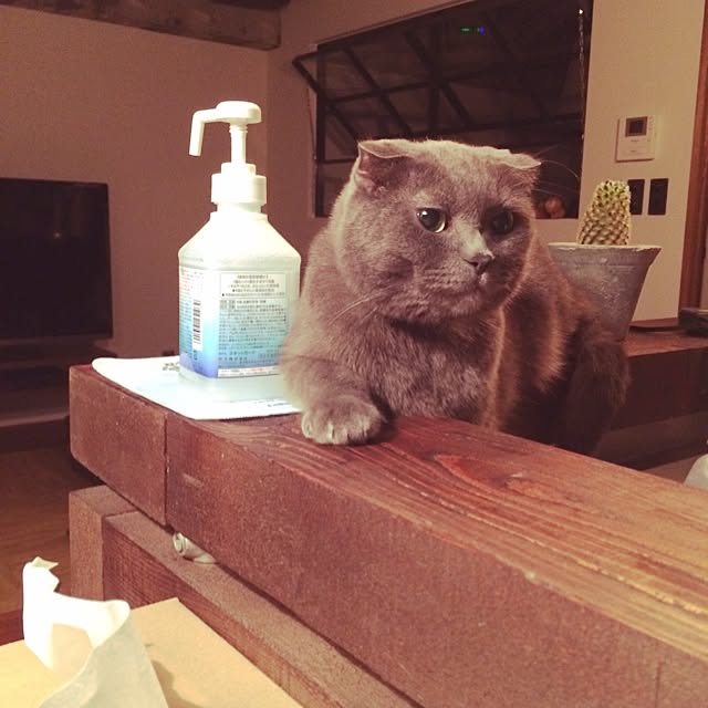 torinokoさんの実例写真