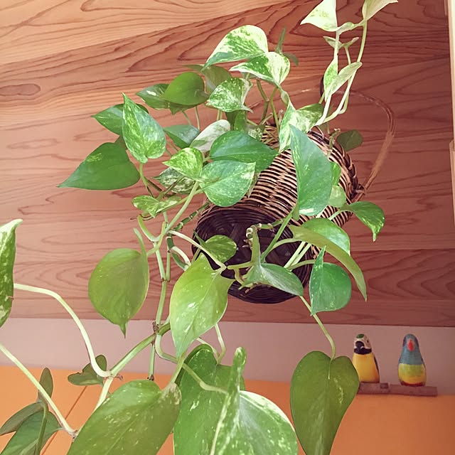 pu-toraさんの実例写真