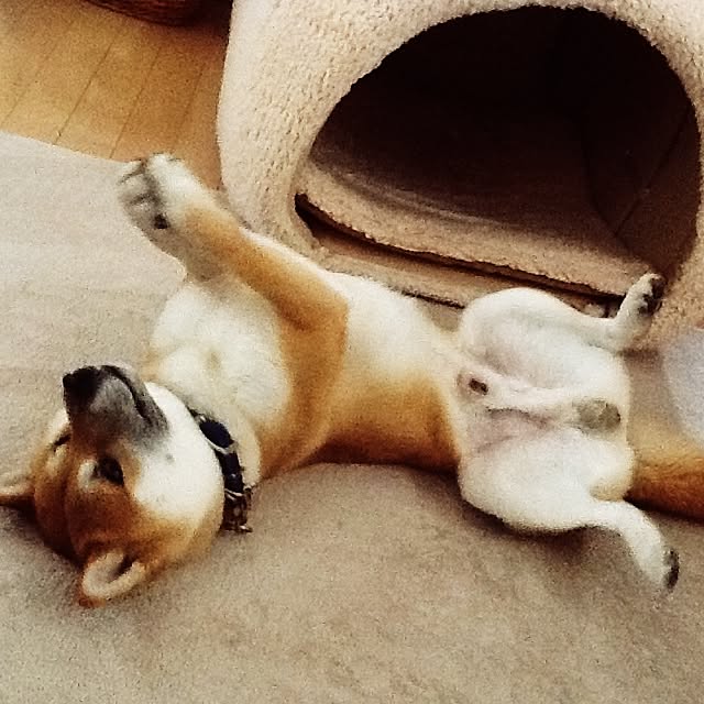 kotaさんの実例写真
